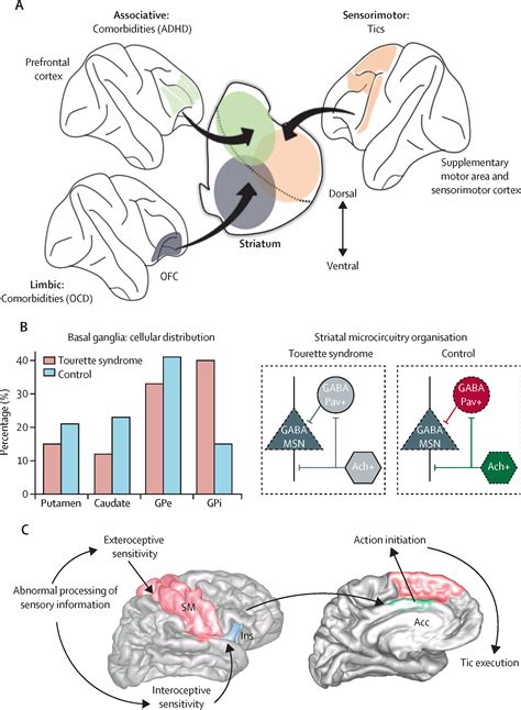 Tourette Syndrome Clinical Features Pathophysiology And Treatment