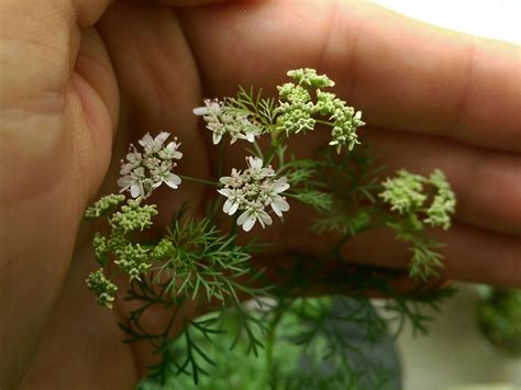 Regnum Plantæ Coriandrum Sativum Apiaceae I Have Taken These