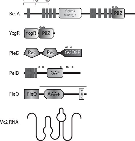 Figure 3 from Prevailing concepts of c-di-GMP signaling. | Semantic Scholar