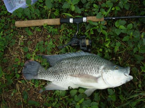 South African Blue Kurper Pictures Photos Mozambique Tilapia Images