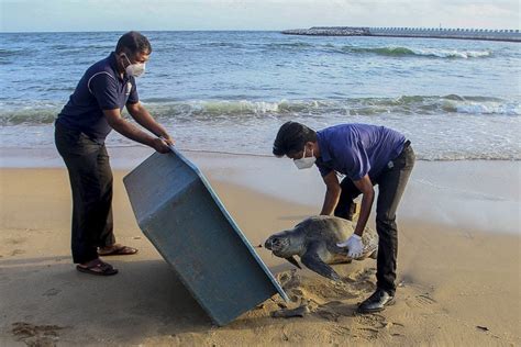 Kapal Kargo Sri Lanka Karam Ratusan Hewan Laut Terdampar