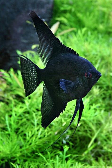 angelfish | Tropical fish aquarium, Fish tank terrarium, Freshwater ...