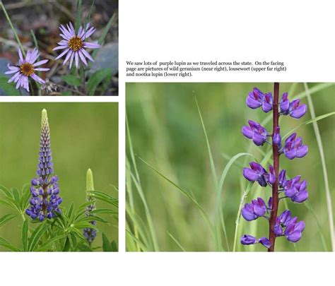 Alaska Wildflowers