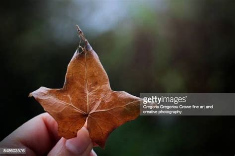 364 Withered Hand Stock Photos, High-Res Pictures, and Images - Getty Images