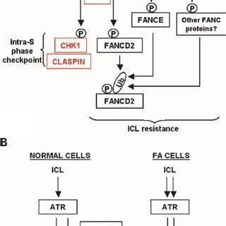 Model Depicting The Connections Of The Atr Chk Axis And The Fanc Brca