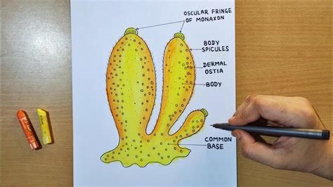 Sycon Diagram Drawing How To Draw Sycon Easily How To Draw Sycon