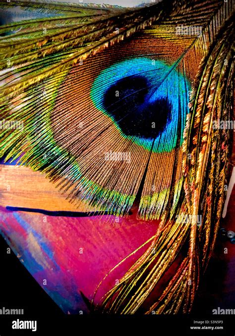 Peacock feather close-up Stock Photo - Alamy