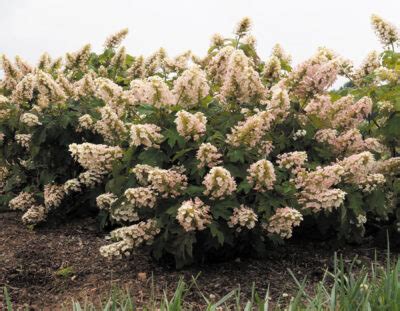 Lil Annie Oakleaf Hydrangea Star Roses And Plants