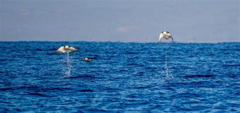 Jumping Manta Rays in Photos