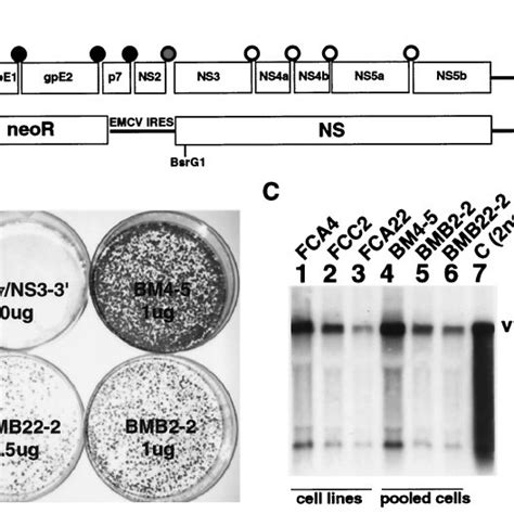 Replication Of Subgenomic Replicons In Huh7 Cells A Physical Map Of