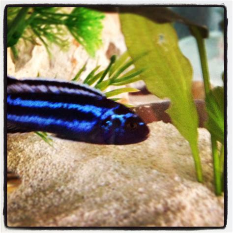 Electric Blue African Cichlid | African cichlids, Cichlids, Cool fish