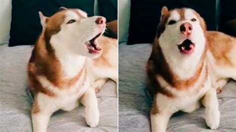 El “perro Alerta Sísmica” Que Se Viralizó En Tiktok Imitando El