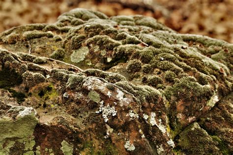 Moss And Lichens On Stone Free Stock Photo Public Domain Pictures