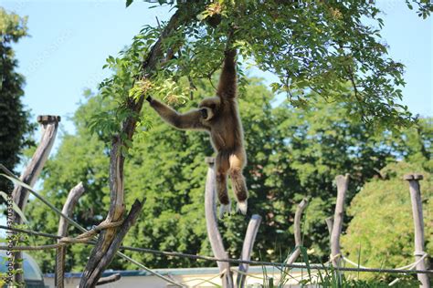 Animal and nature photos from the Schoenbrunn Zoo in Vienna Stock Photo ...