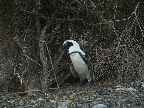 BushCam Adventures: African Penguins