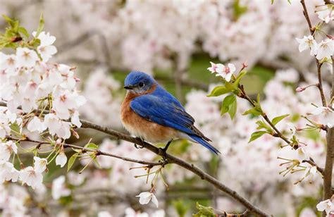 Bluebird And Cherry Blossoms Feederwatch