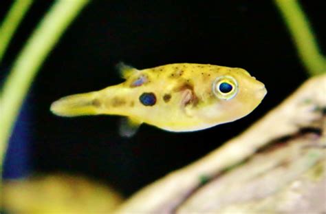 初心者に人気！おすすめの飼いやすい熱帯魚17種類をご紹介！