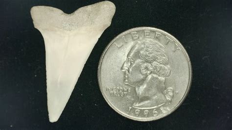 Isurus hastalis Shark Tooth #15 | Fossils for Sale