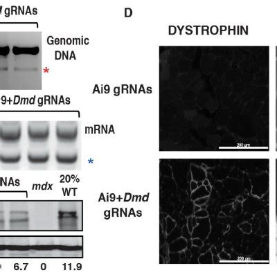 Dystrophin Expression In Crispr Modified Dystrophic Satellite Cells