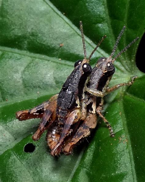 Eujivarus Meridionalis From Zona Rural De Paudalho Pernambuco On May