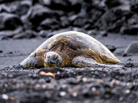 Kona Hawaii Sea turtle Black Sand Beach Photograph by Molly Pate | Pixels