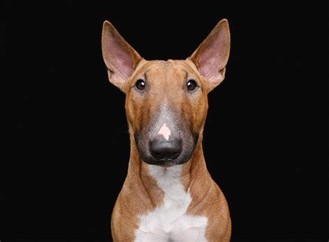 Papeis de parede Cão Fundo preto Bull terrier Animalia baixar imagens