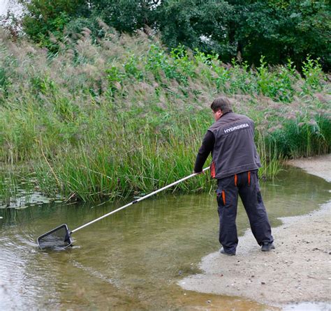 Wiosenne Porz Dki W Oczku Wodnym I Stawie Hydroidea