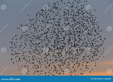 A swarm common starling stock image. Image of autumn - 109133319