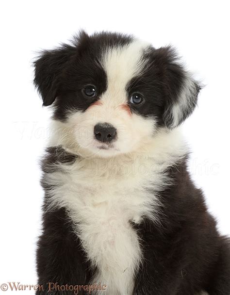 Dog: Black-and-white Border Collie puppy photo WP46503