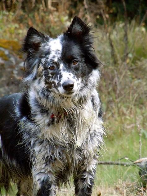 Border collie, Blue heeler mix : aww