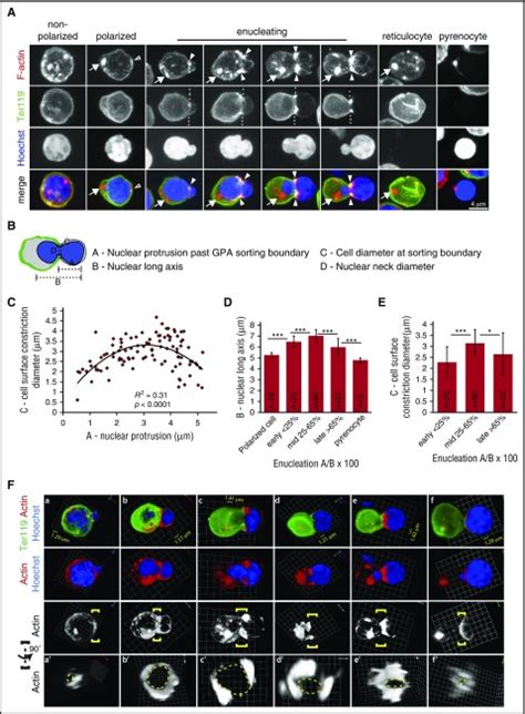 Tropomodulin 1 Controls Erythroblast Enucleation Via Regulation Of F