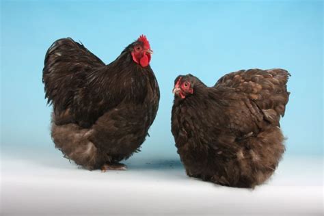 Chocolate Orpington Announcement !!! Different Breeds Of Chickens ...