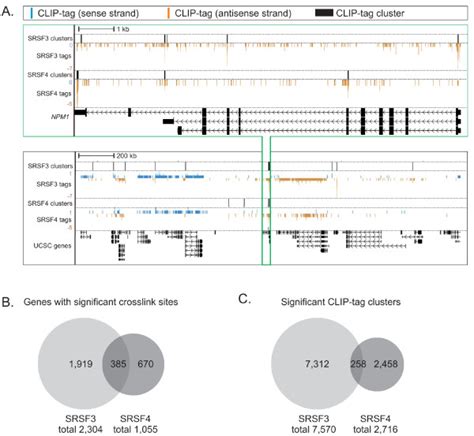 SRSF3 And SRSF4 CLIP Tags Cluster To Distinct Positions In Mouse RNAs