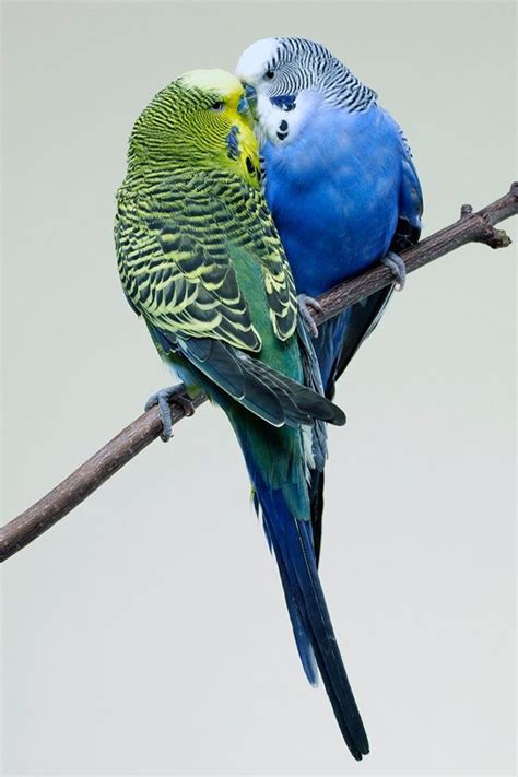 These Two Are The Same Colors As My 2 Parakeets Growing Up