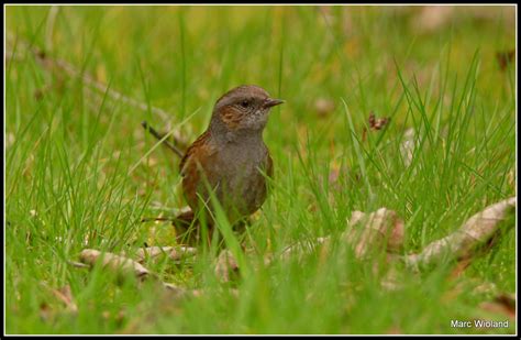 Photos Oiseaux Alsace • Les Plus Belles Photos Par Bonjour Nature