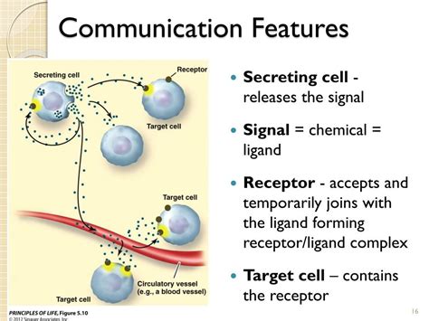 PPT Chp 45 Hormones The Endocrine System Review Chp 11 Cell