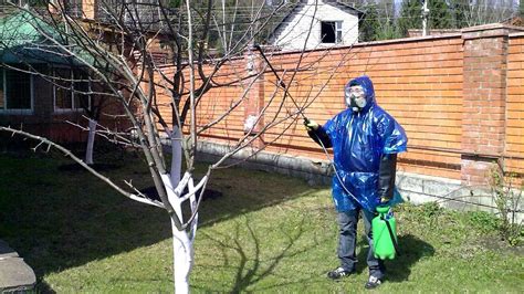 All About Spraying Fruit Trees From Pests When And How To Treat