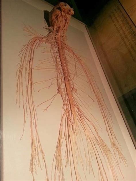 The Entire Human Nervous System Gag