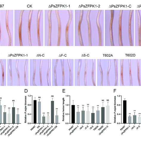 Phenotypic Analysis Of PsZFPK1 Gene Knockout And Complementation