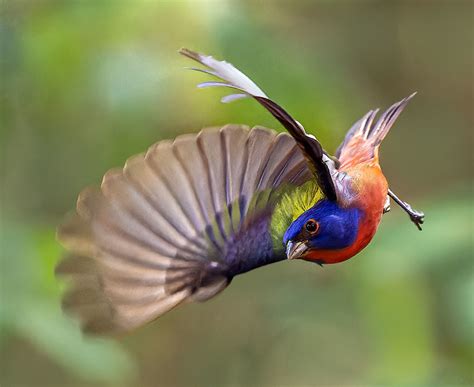 Painted Bunting Flies At Green Cay Nature Preserve Flickr