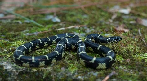 Eastern Kingsnake Health Sheet For Beginners And Buyers Guide