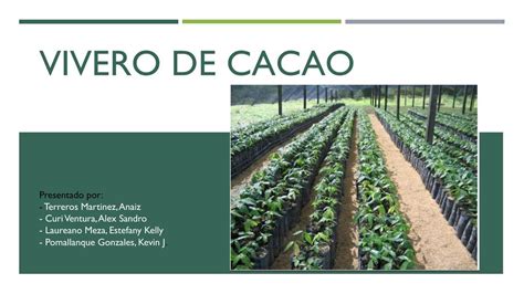 5 Vivero De Cacao PreUny UDocz