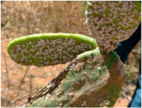 Plants Free Full Text Challenges Inherent In Controlling Prickly