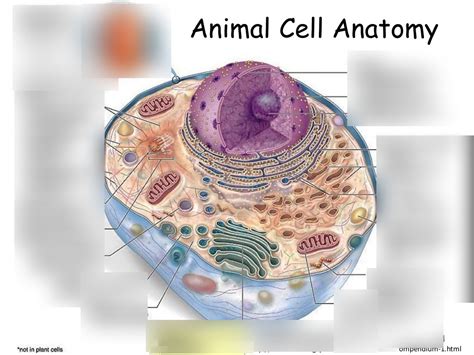 Biology Animal Cell Diagram Diagram Quizlet