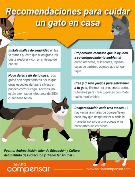 C Mo Cuidar A Un Gato En Casa Revista Compensar