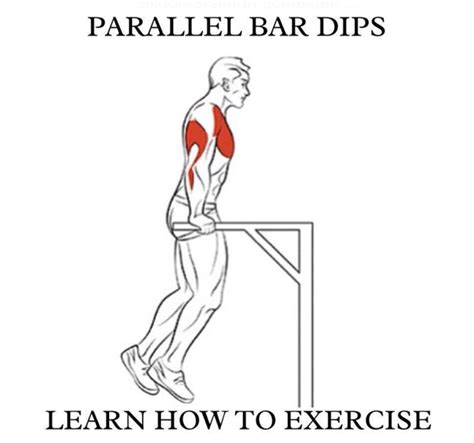 Parallel Bar Dips Learn How To Exercise Project NEXT