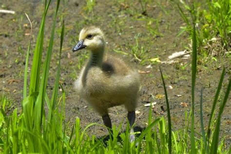 Premium Photo | Baby duck