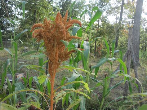 Native American Food Plants to Consider • Insteading