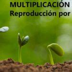 Formas De Reproducci N De Las Plantas Nucleo Jardin