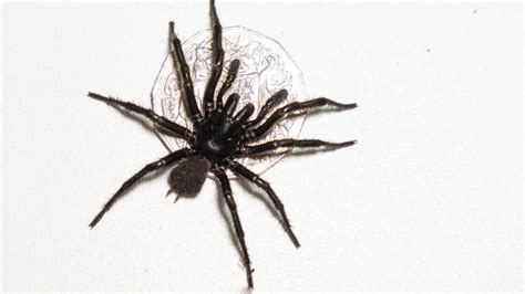 Drei Arten Der Giftigsten Spinne Australiens Entdeckt